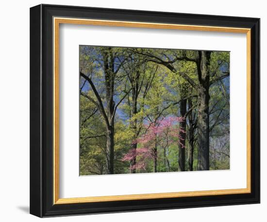 Eastern Redbud Among Oak Trees, Kentucky, USA-Adam Jones-Framed Photographic Print
