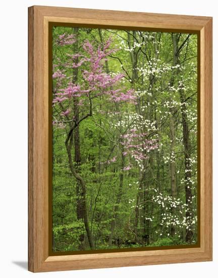 Eastern Redbud and Flowering Dogwood, Arlington County, Virginia, USA-Charles Gurche-Framed Premier Image Canvas