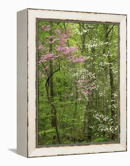 Eastern Redbud and Flowering Dogwood, Arlington County, Virginia, USA-Charles Gurche-Framed Premier Image Canvas