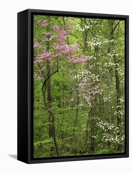 Eastern Redbud and Flowering Dogwood, Arlington County, Virginia, USA-Charles Gurche-Framed Premier Image Canvas