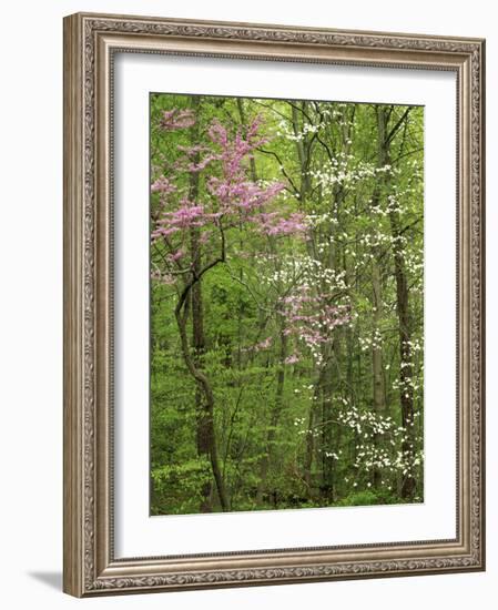 Eastern Redbud and Flowering Dogwood, Arlington County, Virginia, USA-Charles Gurche-Framed Photographic Print