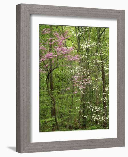 Eastern Redbud and Flowering Dogwood, Arlington County, Virginia, USA-Charles Gurche-Framed Photographic Print