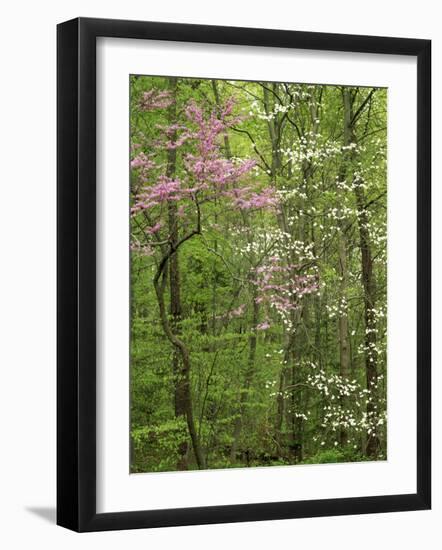 Eastern Redbud and Flowering Dogwood, Arlington County, Virginia, USA-Charles Gurche-Framed Photographic Print