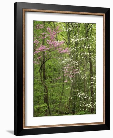 Eastern Redbud and Flowering Dogwood, Arlington County, Virginia, USA-Charles Gurche-Framed Photographic Print