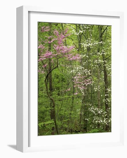 Eastern Redbud and Flowering Dogwood, Arlington County, Virginia, USA-Charles Gurche-Framed Photographic Print