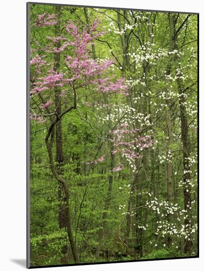 Eastern Redbud and Flowering Dogwood, Arlington County, Virginia, USA-Charles Gurche-Mounted Photographic Print