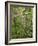 Eastern Redbud and Flowering Dogwood, Arlington County, Virginia, USA-Charles Gurche-Framed Photographic Print