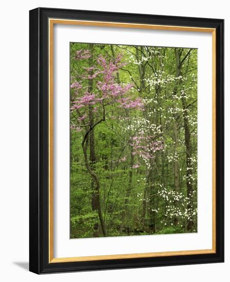 Eastern Redbud and Flowering Dogwood, Arlington County, Virginia, USA-Charles Gurche-Framed Photographic Print