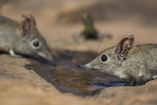 'Eastern rock elephant shrews (Elephantulus myurus) drinking, Tuli Game