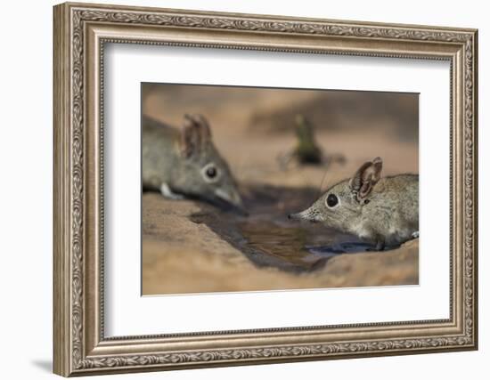 Eastern rock elephant shrews (Elephantulus myurus) drinking, Tuli Game Reserve, Botswana-Ann and Steve Toon-Framed Photographic Print