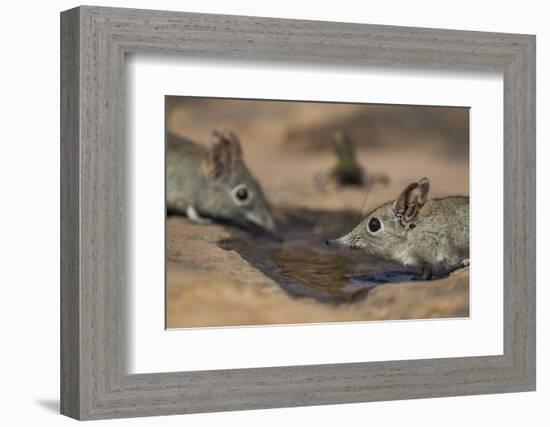 Eastern rock elephant shrews (Elephantulus myurus) drinking, Tuli Game Reserve, Botswana-Ann and Steve Toon-Framed Photographic Print