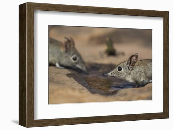 Eastern rock elephant shrews (Elephantulus myurus) drinking, Tuli Game Reserve, Botswana-Ann and Steve Toon-Framed Photographic Print