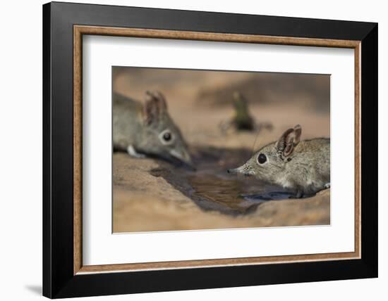 Eastern rock elephant shrews (Elephantulus myurus) drinking, Tuli Game Reserve, Botswana-Ann and Steve Toon-Framed Photographic Print