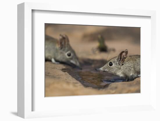 Eastern rock elephant shrews (Elephantulus myurus) drinking, Tuli Game Reserve, Botswana-Ann and Steve Toon-Framed Photographic Print