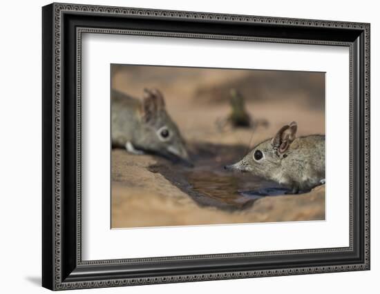 Eastern rock elephant shrews (Elephantulus myurus) drinking, Tuli Game Reserve, Botswana-Ann and Steve Toon-Framed Photographic Print