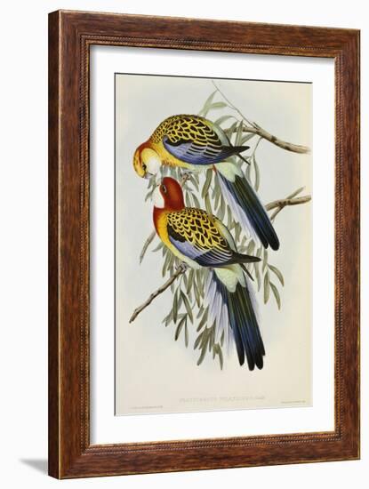 Eastern Rosella (Platycercus Eximius), First Edition, 1840-1869-John Gould-Framed Giclee Print