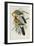 Eastern Rosella (Platycercus Eximius), First Edition, 1840-1869-John Gould-Framed Giclee Print