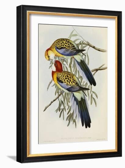 Eastern Rosella (Platycercus Eximius), First Edition, 1840-1869-John Gould-Framed Giclee Print