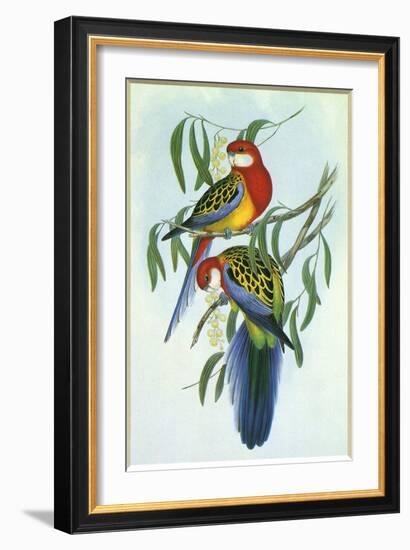 Eastern Rosella, Platycercus Eximius-Henry Constantine Richter-Framed Giclee Print