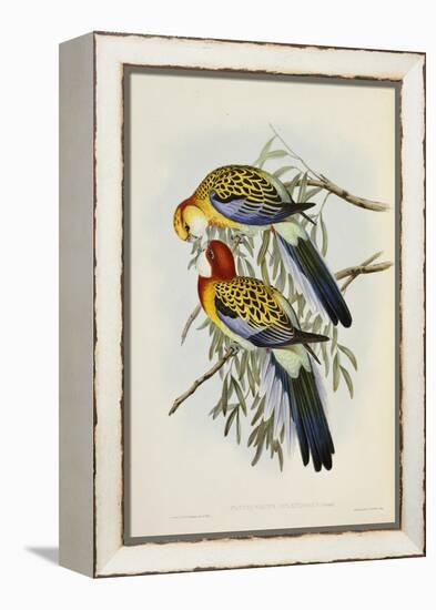 Eastern Rosella-John Gould-Framed Premier Image Canvas