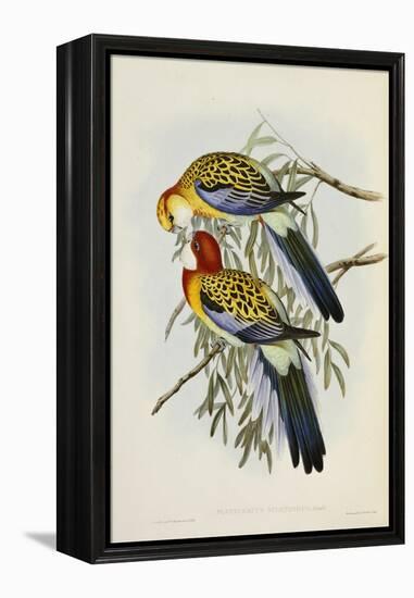 Eastern Rosella-John Gould-Framed Premier Image Canvas