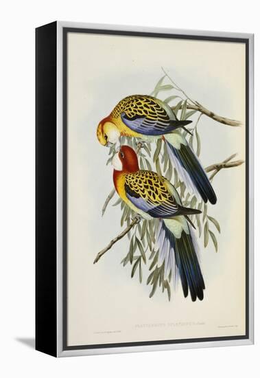 Eastern Rosella-John Gould-Framed Premier Image Canvas