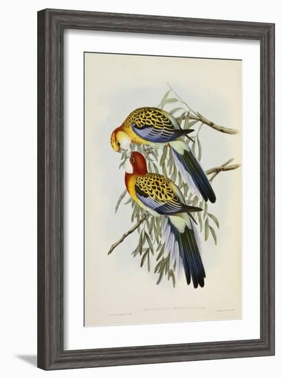 Eastern Rosella-John Gould-Framed Giclee Print