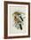 Eastern Rosella-John Gould-Framed Giclee Print