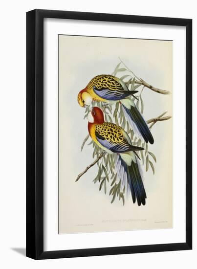 Eastern Rosella-John Gould-Framed Giclee Print