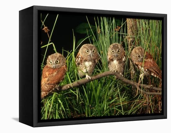 Eastern Screech Owl Fledglings-Joe McDonald-Framed Premier Image Canvas