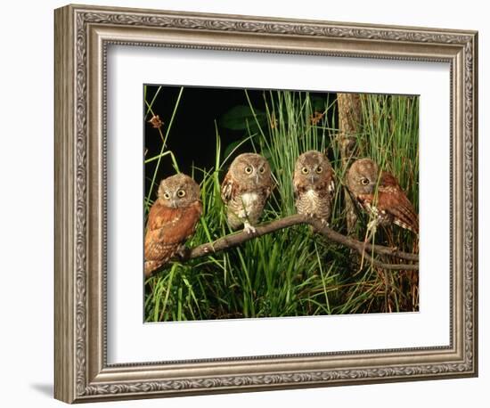 Eastern Screech Owl Fledglings-Joe McDonald-Framed Photographic Print