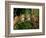 Eastern Screech Owl Fledglings-Joe McDonald-Framed Photographic Print