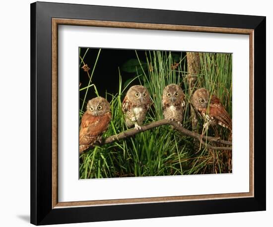 Eastern Screech Owl Fledglings-Joe McDonald-Framed Photographic Print