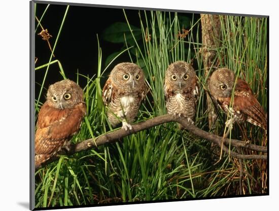 Eastern Screech Owl Fledglings-Joe McDonald-Mounted Photographic Print