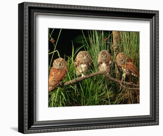 Eastern Screech Owl Fledglings-Joe McDonald-Framed Photographic Print