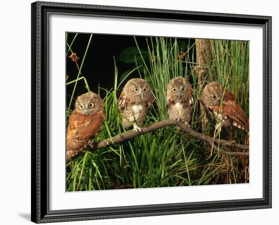 Eastern Screech Owl Fledglings-Joe McDonald-Framed Photographic Print
