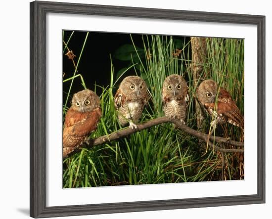 Eastern Screech Owl Fledglings-Joe McDonald-Framed Photographic Print