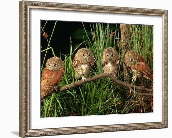 Eastern Screech Owl Fledglings-Joe McDonald-Framed Photographic Print