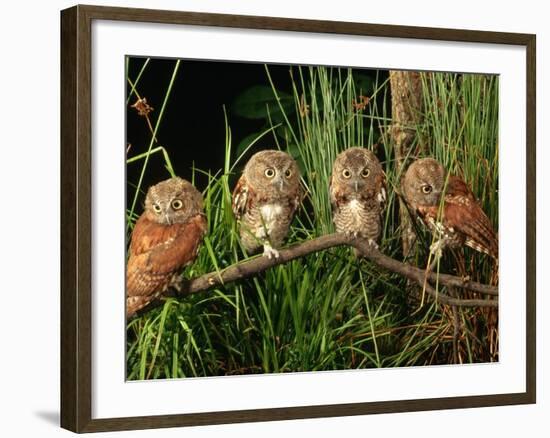 Eastern Screech Owl Fledglings-Joe McDonald-Framed Photographic Print