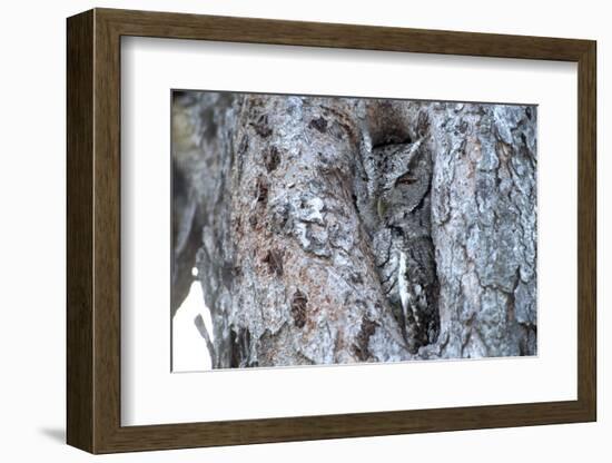 Eastern Screech-Owl Gray Phase, Bentsen-Rio Grande State Park, Texas-Richard and Susan Day-Framed Photographic Print