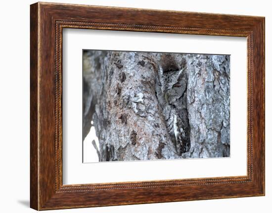 Eastern Screech-Owl Gray Phase, Bentsen-Rio Grande State Park, Texas-Richard and Susan Day-Framed Photographic Print