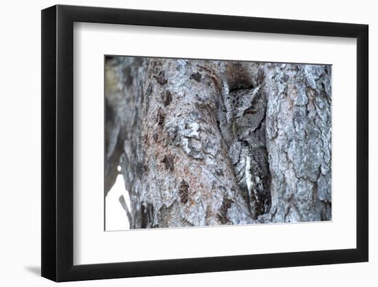 Eastern Screech-Owl Gray Phase, Bentsen-Rio Grande State Park, Texas-Richard and Susan Day-Framed Photographic Print