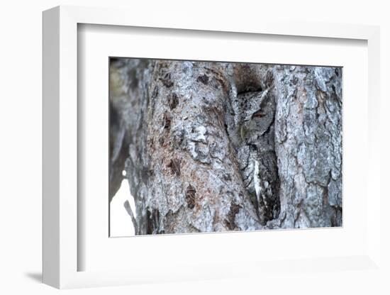 Eastern Screech-Owl Gray Phase, Bentsen-Rio Grande State Park, Texas-Richard and Susan Day-Framed Photographic Print