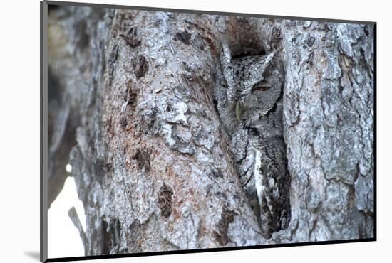 Eastern Screech-Owl Gray Phase, Bentsen-Rio Grande State Park, Texas-Richard and Susan Day-Mounted Photographic Print