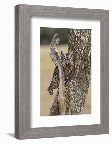 Eastern Screech Owl, Otus Asio, roosting in tree-Larry Ditto-Framed Photographic Print