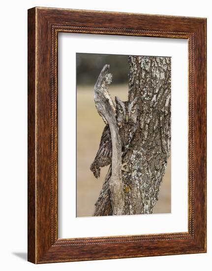 Eastern Screech Owl, Otus Asio, roosting in tree-Larry Ditto-Framed Photographic Print