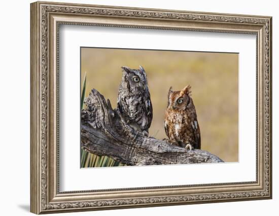 Eastern Screech Owl, Otus Asio, roosting in tree-Larry Ditto-Framed Photographic Print