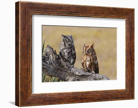 Eastern Screech Owl, Otus Asio, roosting in tree-Larry Ditto-Framed Photographic Print