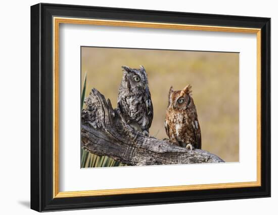 Eastern Screech Owl, Otus Asio, roosting in tree-Larry Ditto-Framed Photographic Print