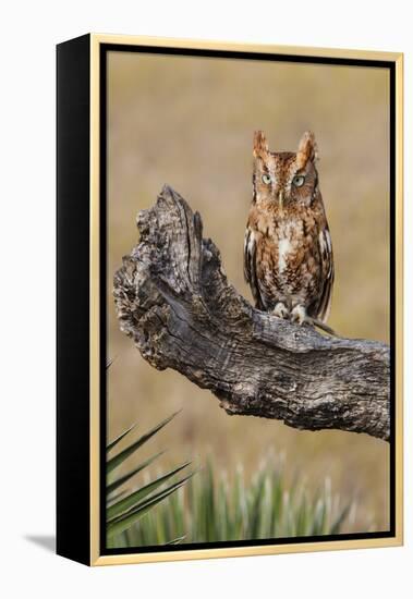 Eastern Screech Owl, Otus Asio, roosting in tree-Larry Ditto-Framed Premier Image Canvas